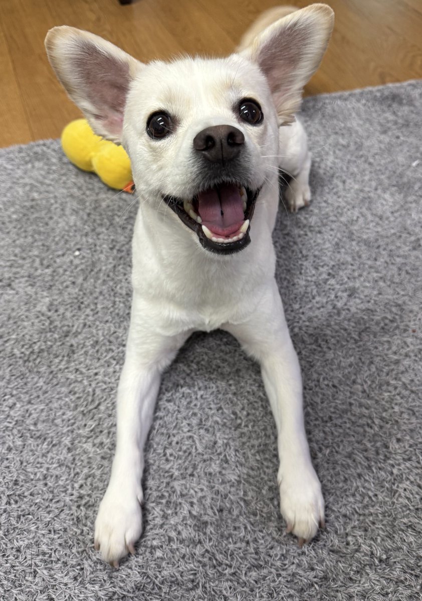 호랑이 tweet media