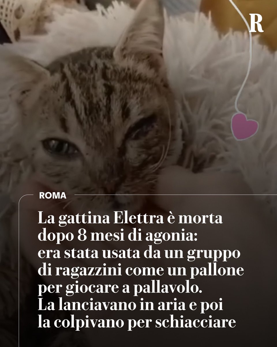 Lamú💋 tweet media