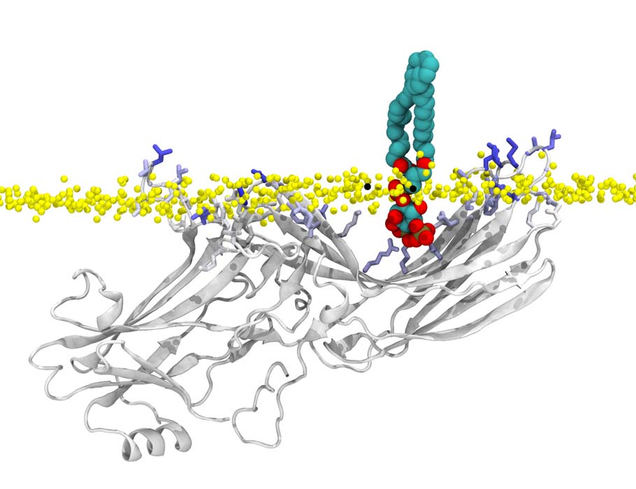 ScienceMagazine's tweet image. Through real-time imaging of live cells, researchers reveal yet another level of complexity in the spatiotemporal regulation of G protein–coupled receptors (#GPCRs), the targets of approximately 30% of all FDA-approved drugs. @SciSignal scim.ag/4dJ37sw