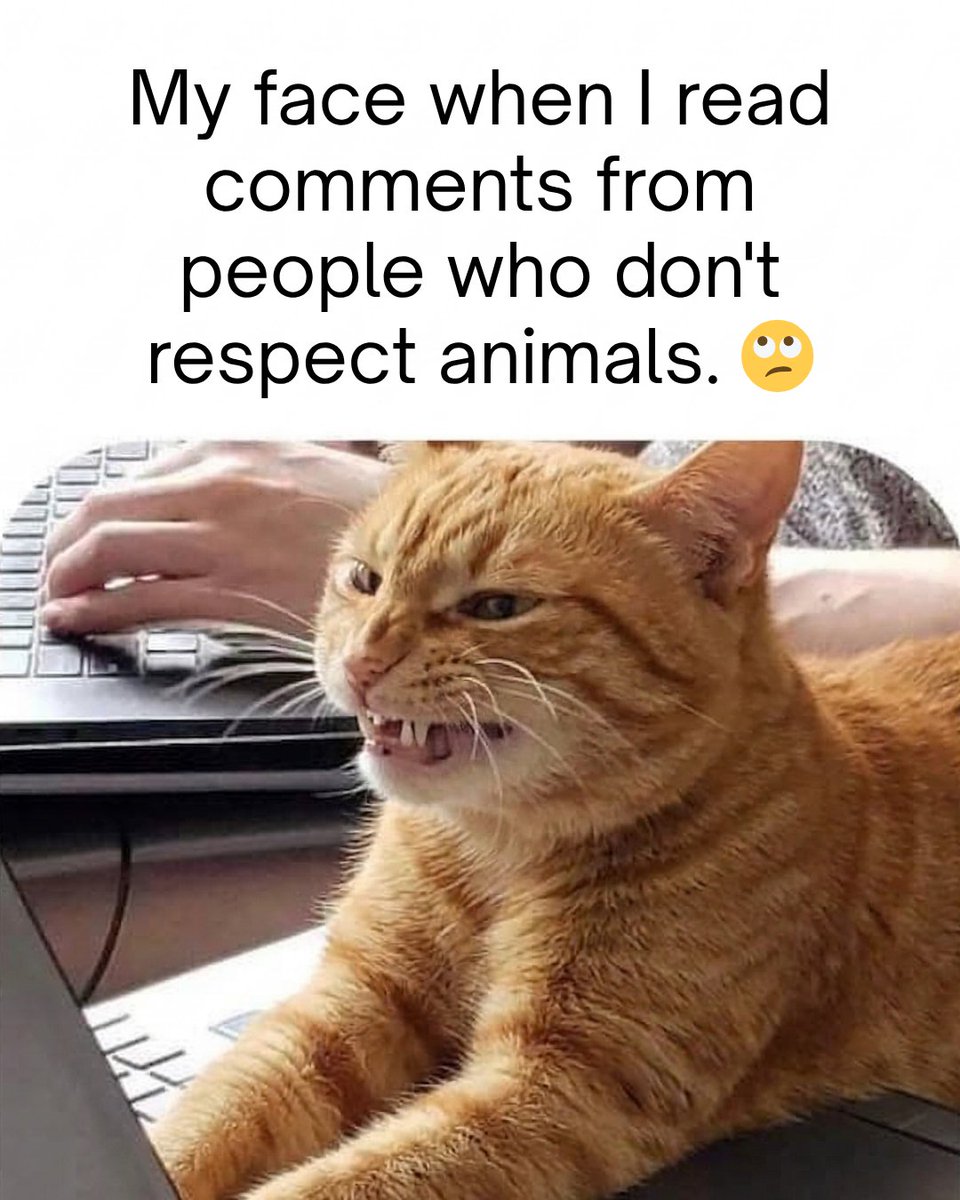 Vegan FTA tweet media