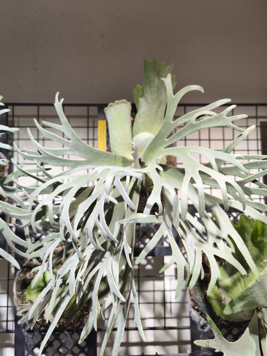 et_wil凜紅kii_ビカクカクシダシダ tweet media