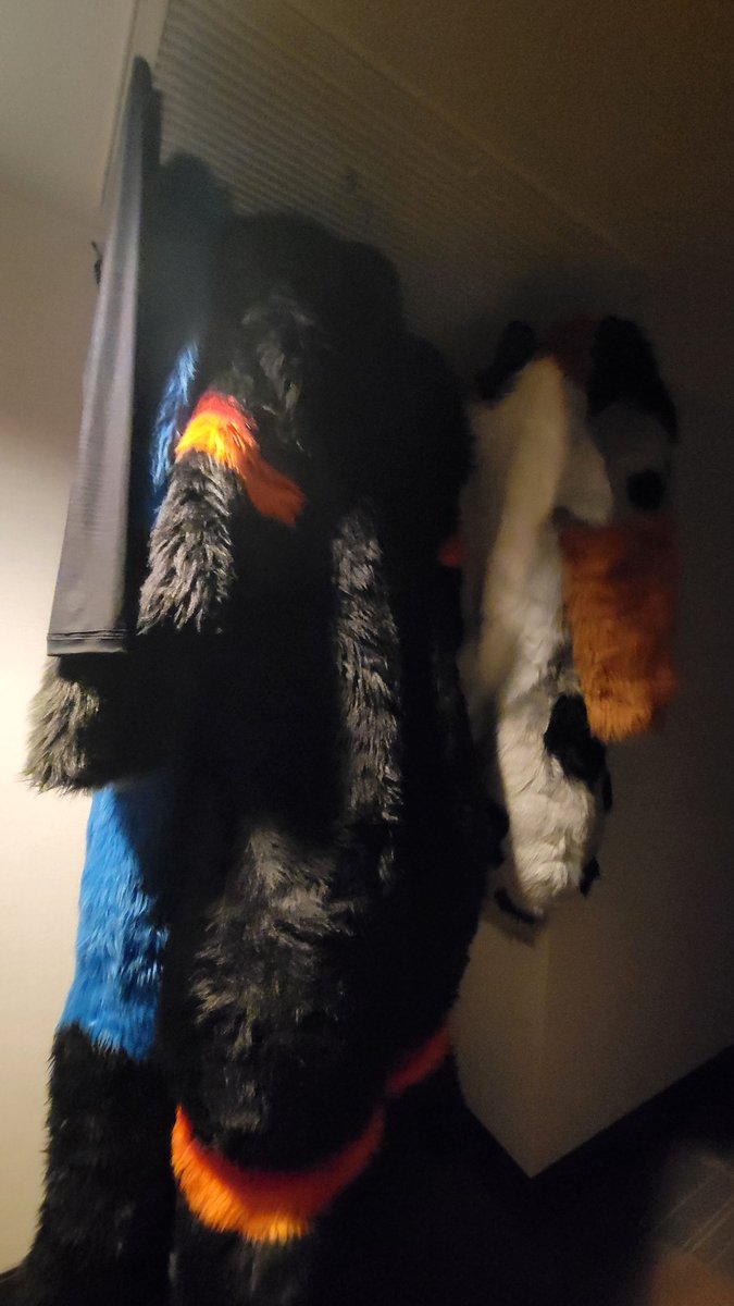 Norfolker 🔜 LVFC! tweet media