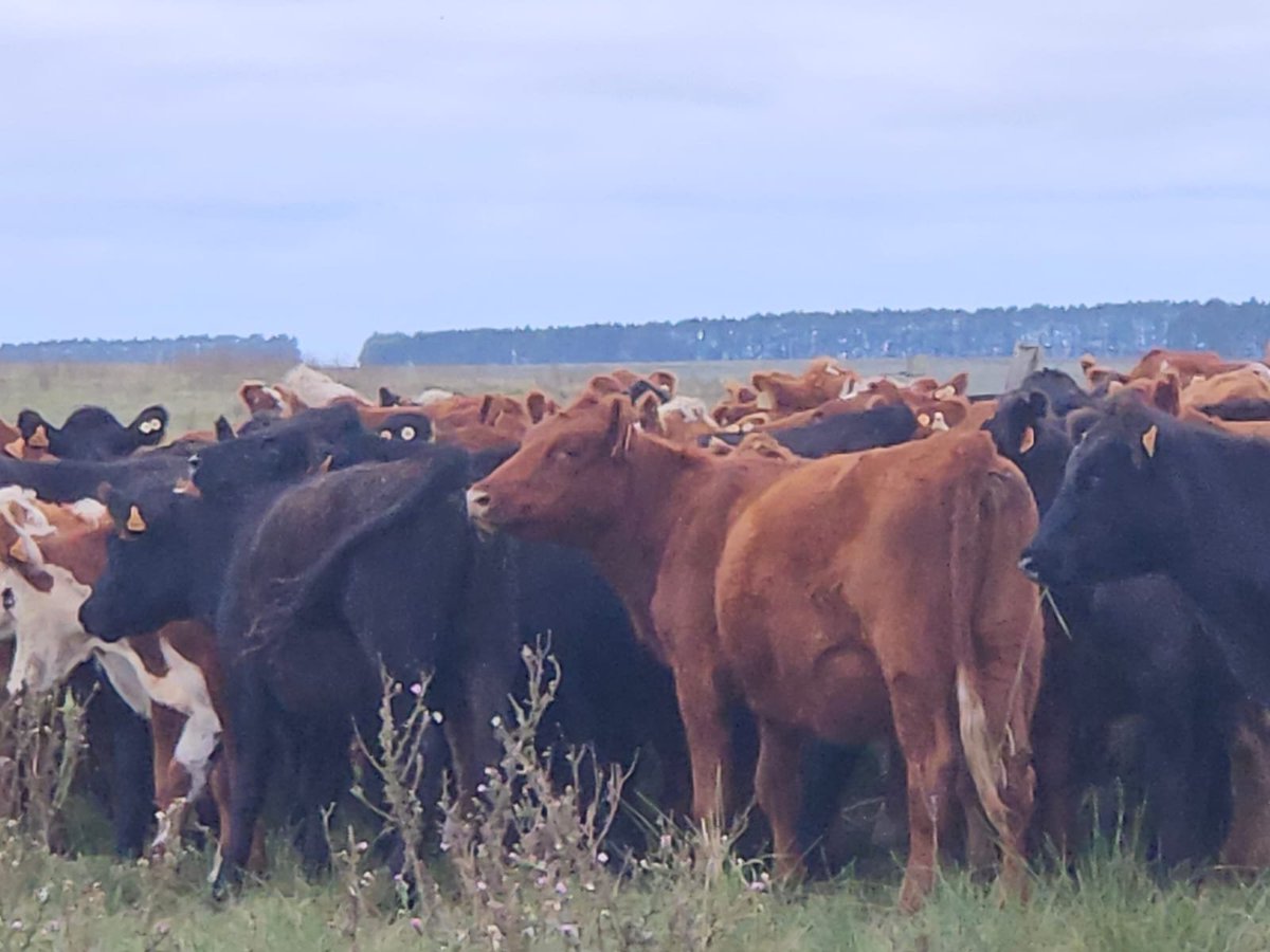 Daniel Berti tweet media