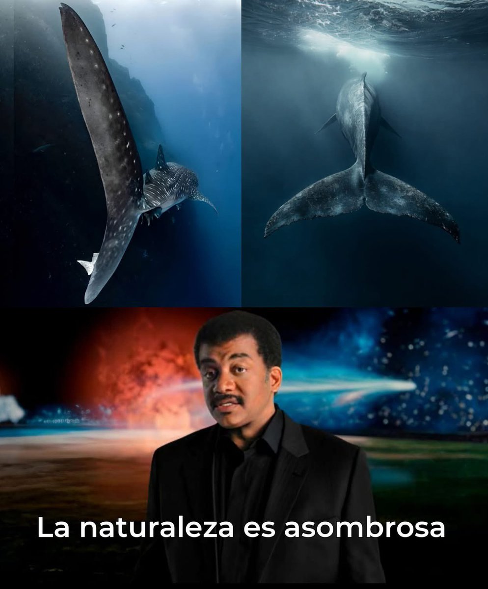 ¿POR QUÉ UNOS TIENEN ALETAS VERTICALES Y OTROS HORIZONTALES?

Las ballenas y los tiburones comparten un cuerpo hidrodinámico, pero basta mirar su cola para notar una diferencia clave. 

Esto es el resultado de dos historias evolutivas completamente distintas.

🦈 Los tiburones,