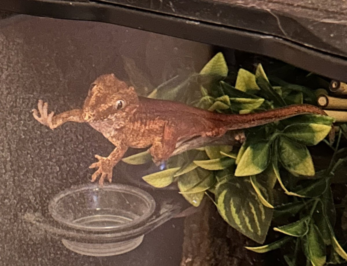 des 🦇 tweet media