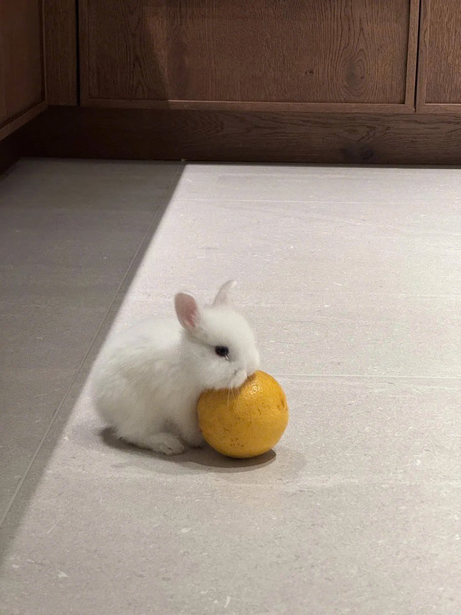 Why you should have a rabbit tweet media