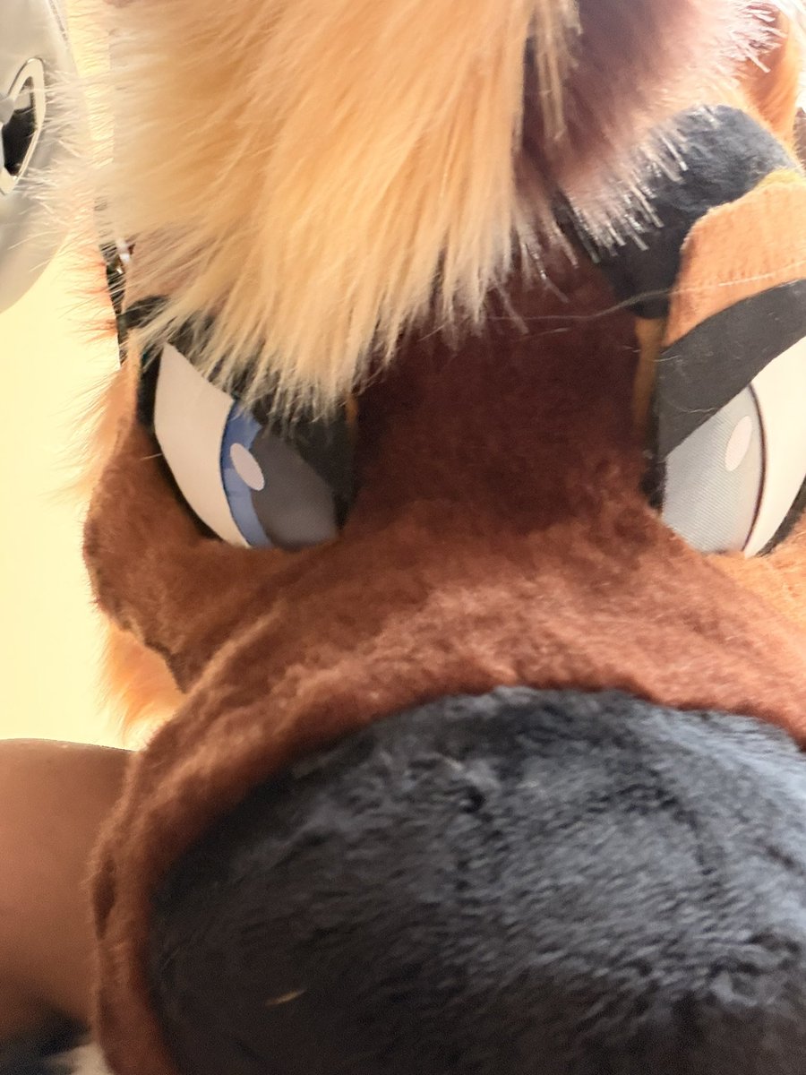 Roomba Shep 🐾 tweet media