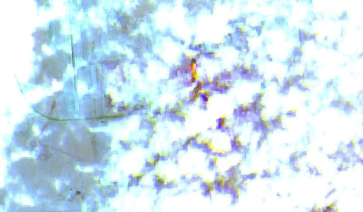 AHMAD SLMAN tweet media