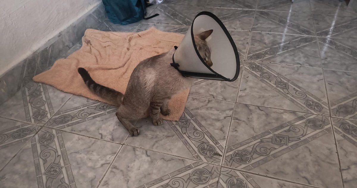 Flins charts ♡ Linnea e Ashveil tweet media