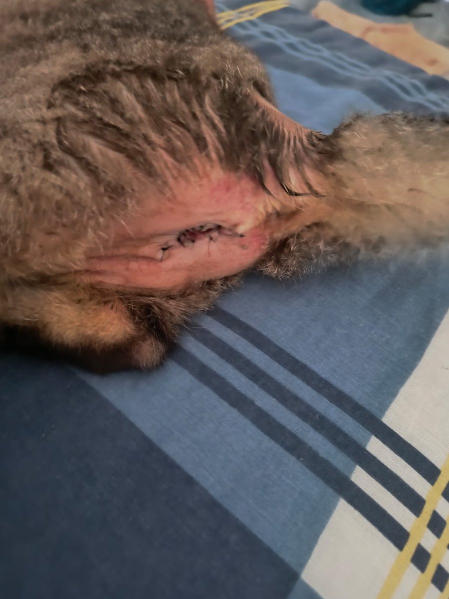 Flins charts ♡ Linnea e Ashveil tweet media