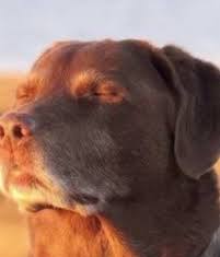 0xSammieSOL tweet media