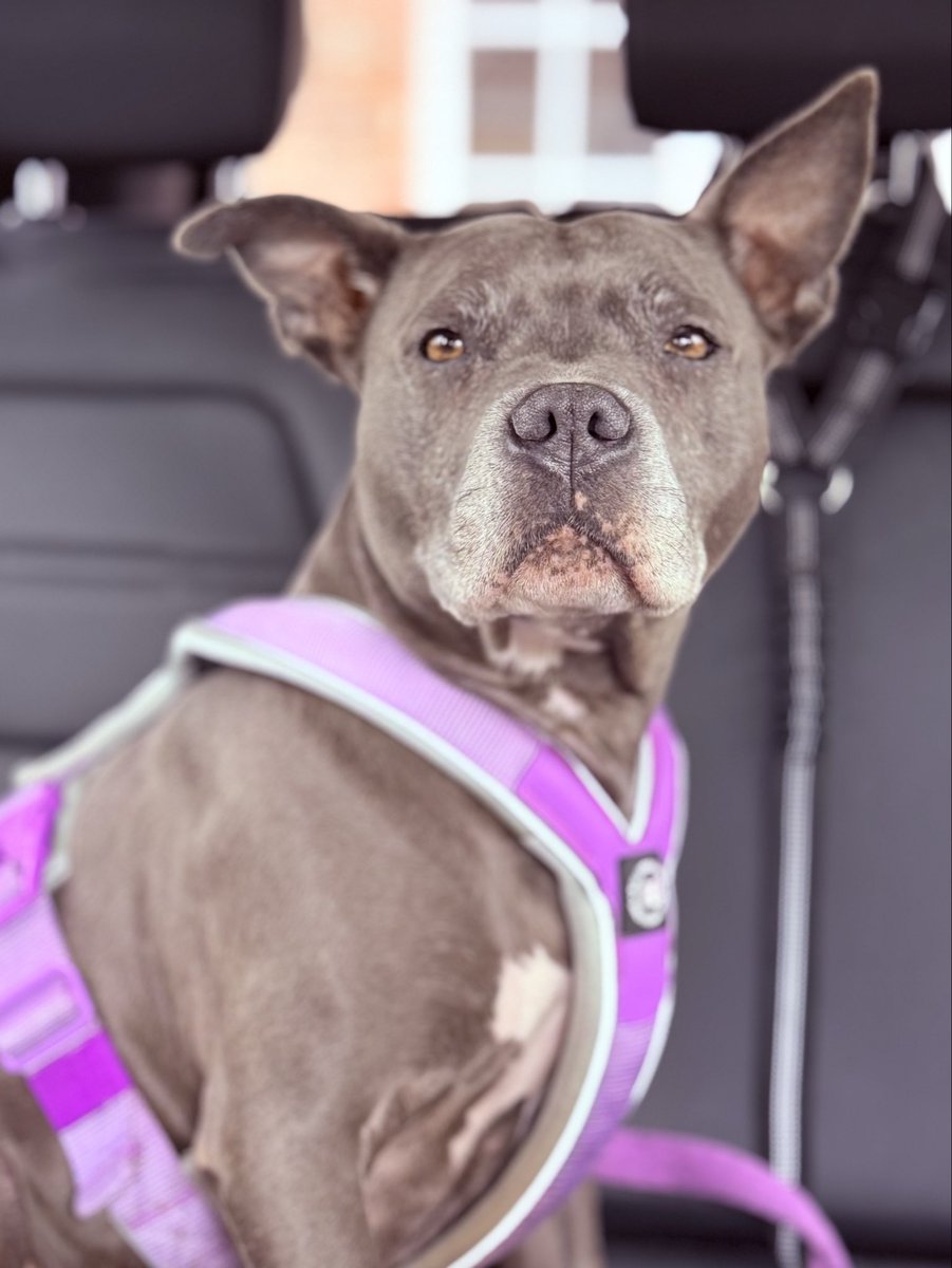 IsaMary2021's tweet image. Mum is taking her time. C’mon Mum, there’s a park I need to get to. 💜💜
#IsaMary #CuteDogs #FunFriday