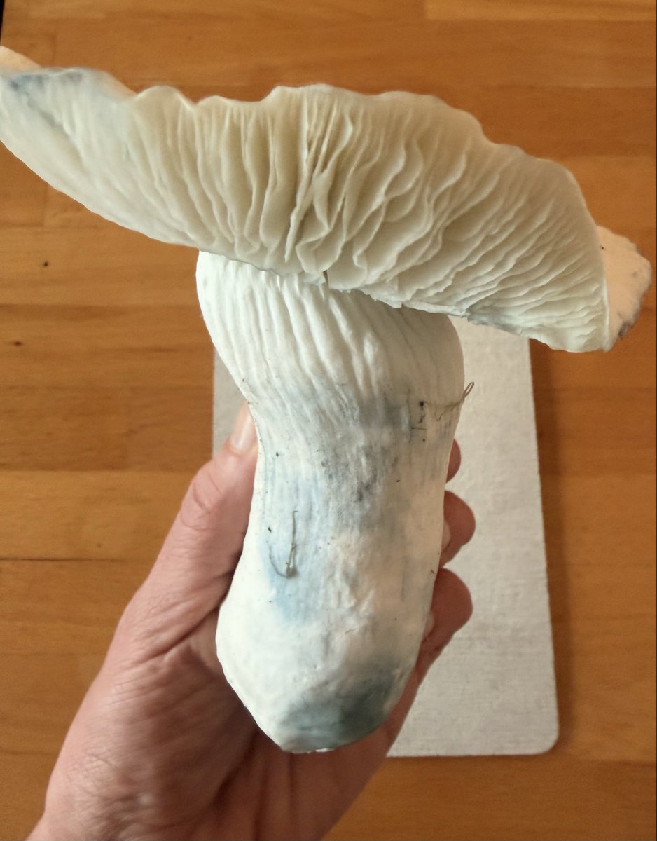 Tante Molotov ᶜ ᵃ ⁿ ⁿ ᵃ ⁴ ² ⁰💭 tweet media