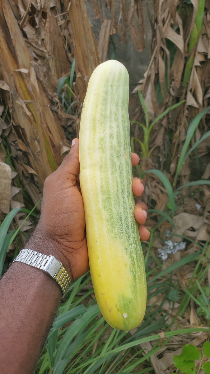 Korothedsgnr. 👾 tweet media