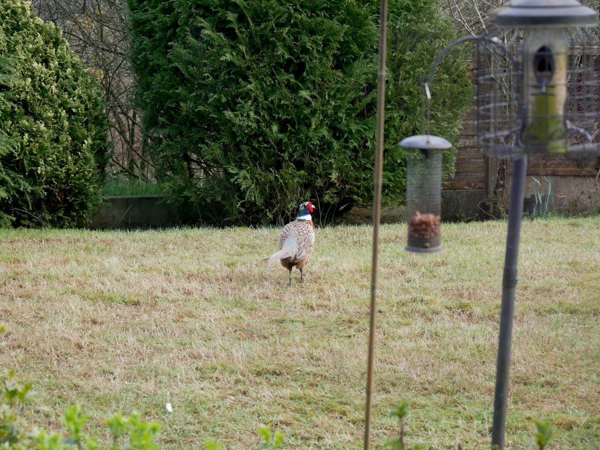 paulshaw's tweet image. Previous photo was breakfast time, this is lunch time. Literally at least one pheasant on the lawn at all times - don't know if it's always the same greedy one, or they're taking turns. Either way having a better lunch than me. #lowbar #garden #grass #lawn #pheasant