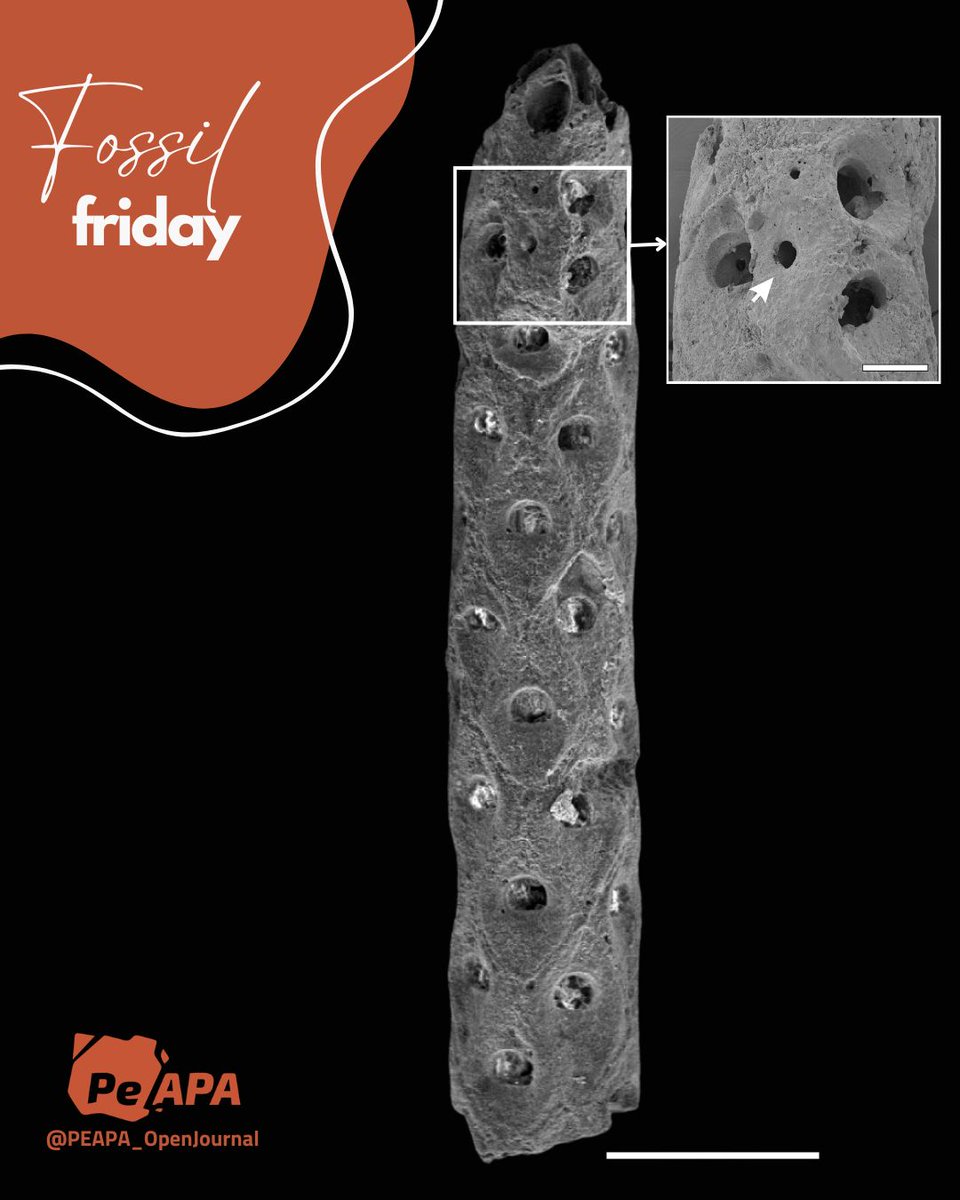 PE-APA Journal (Open Access) tweet media