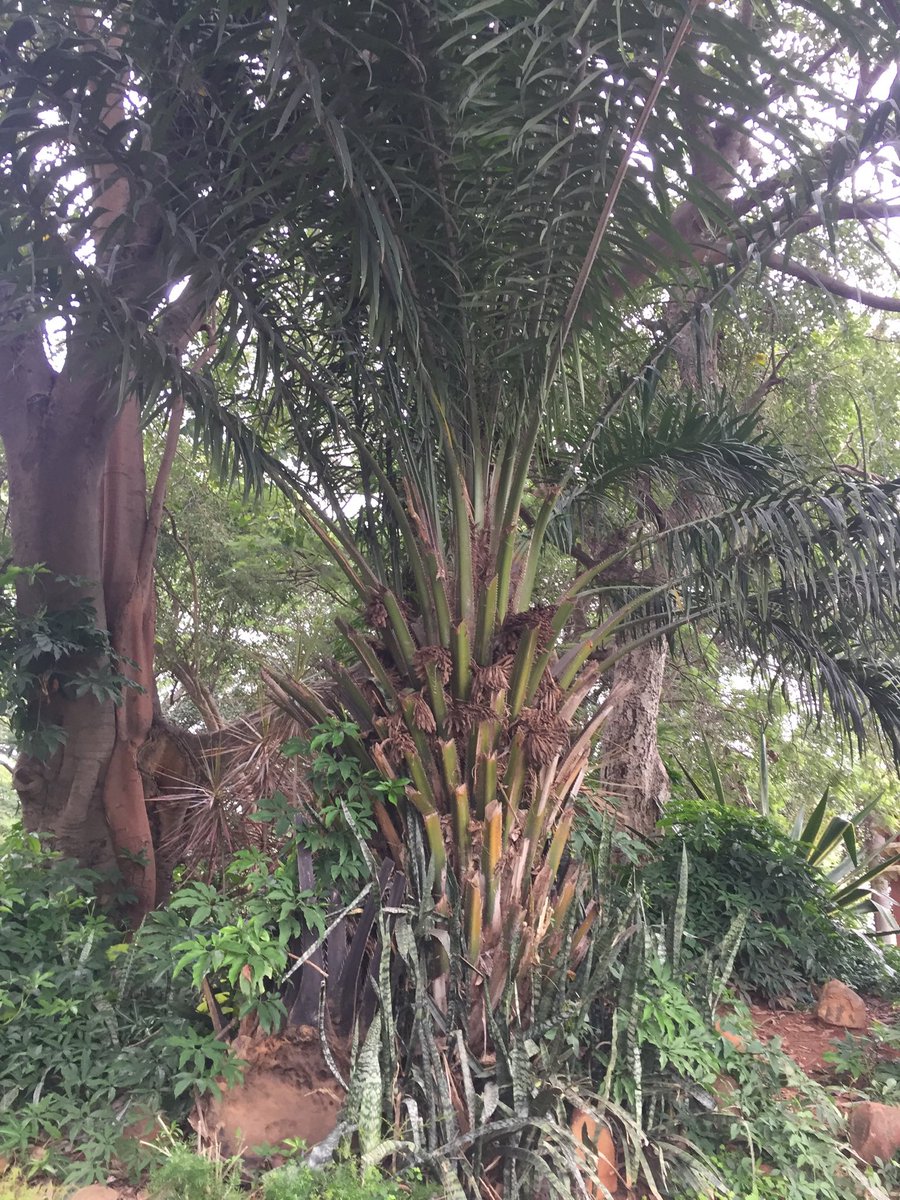 janakimurali's tweet image. #TreesFromEverywhere🌳
The stately palms of #Lalbagh - the Bismarck Palm native to Madagascar, the Royal Palm to the Americas, &amp;amp; the Fishtail Palm to the Indian subcontinent &amp;amp; China - Palms from around the world thriving in #Bengaluru 
#saveourtrees 
#conservation