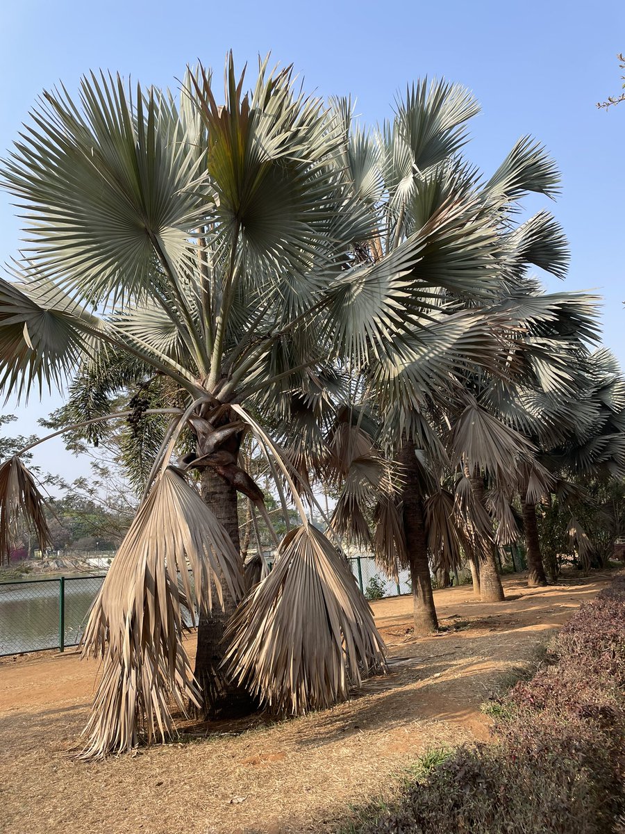 janakimurali's tweet image. #TreesFromEverywhere🌳
The stately palms of #Lalbagh - the Bismarck Palm native to Madagascar, the Royal Palm to the Americas, &amp;amp; the Fishtail Palm to the Indian subcontinent &amp;amp; China - Palms from around the world thriving in #Bengaluru 
#saveourtrees 
#conservation