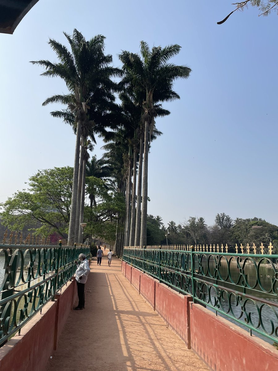 janakimurali's tweet image. #TreesFromEverywhere🌳
The stately palms of #Lalbagh - the Bismarck Palm native to Madagascar, the Royal Palm to the Americas, &amp;amp; the Fishtail Palm to the Indian subcontinent &amp;amp; China - Palms from around the world thriving in #Bengaluru 
#saveourtrees 
#conservation