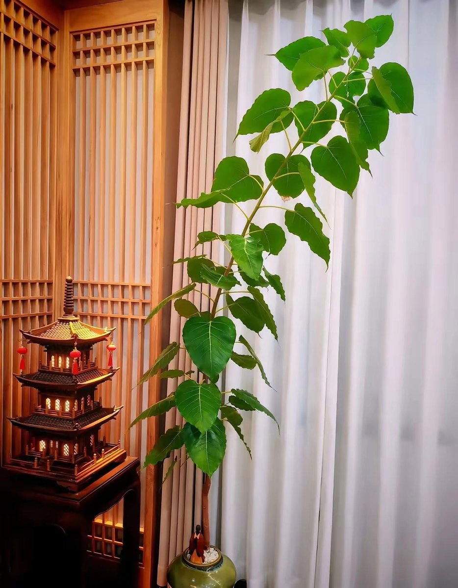 Arbudabii tweet media