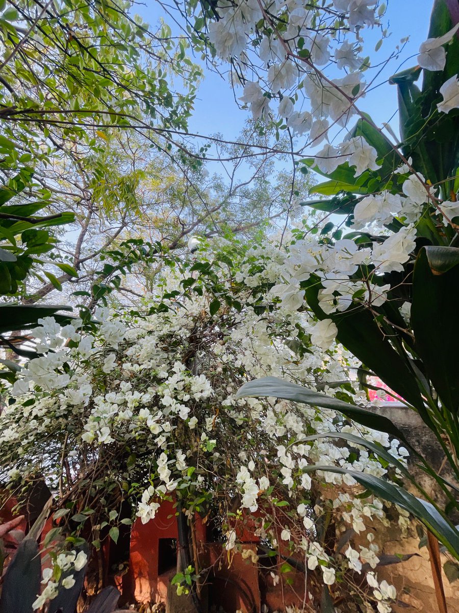 Bella🌸 tweet media