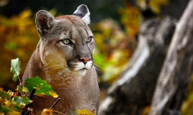 Una hembra como esta es lo que estamos buscando para nuestro "puma del Salsipuedes"!!