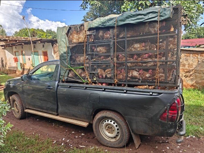ogot_Ke's tweet photo. Ndio stock imetoka Rural.....unataka mali fresh ukiwa wapi?
Cc @ChickenHub26581 https://t.co/nho0M43Qvr