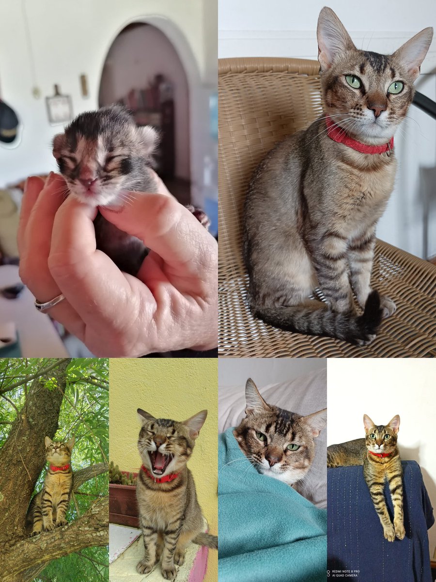 Hace 4 años nació Trufa, un gatito muy curioso, mimoso, bandido y compañero. Feliz cumple Trufa!! 🙌💞