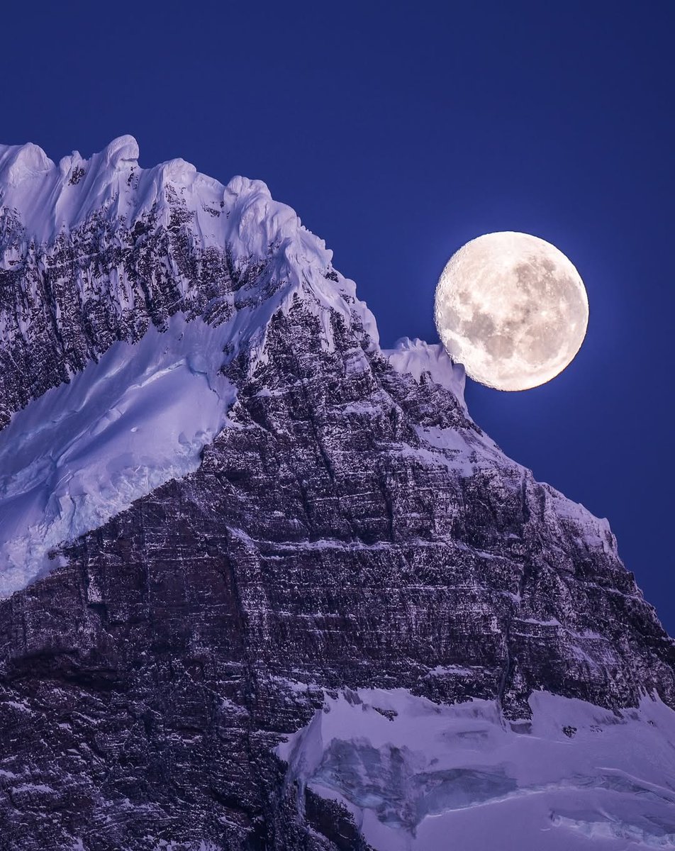 Fundación Reforestemos tweet media