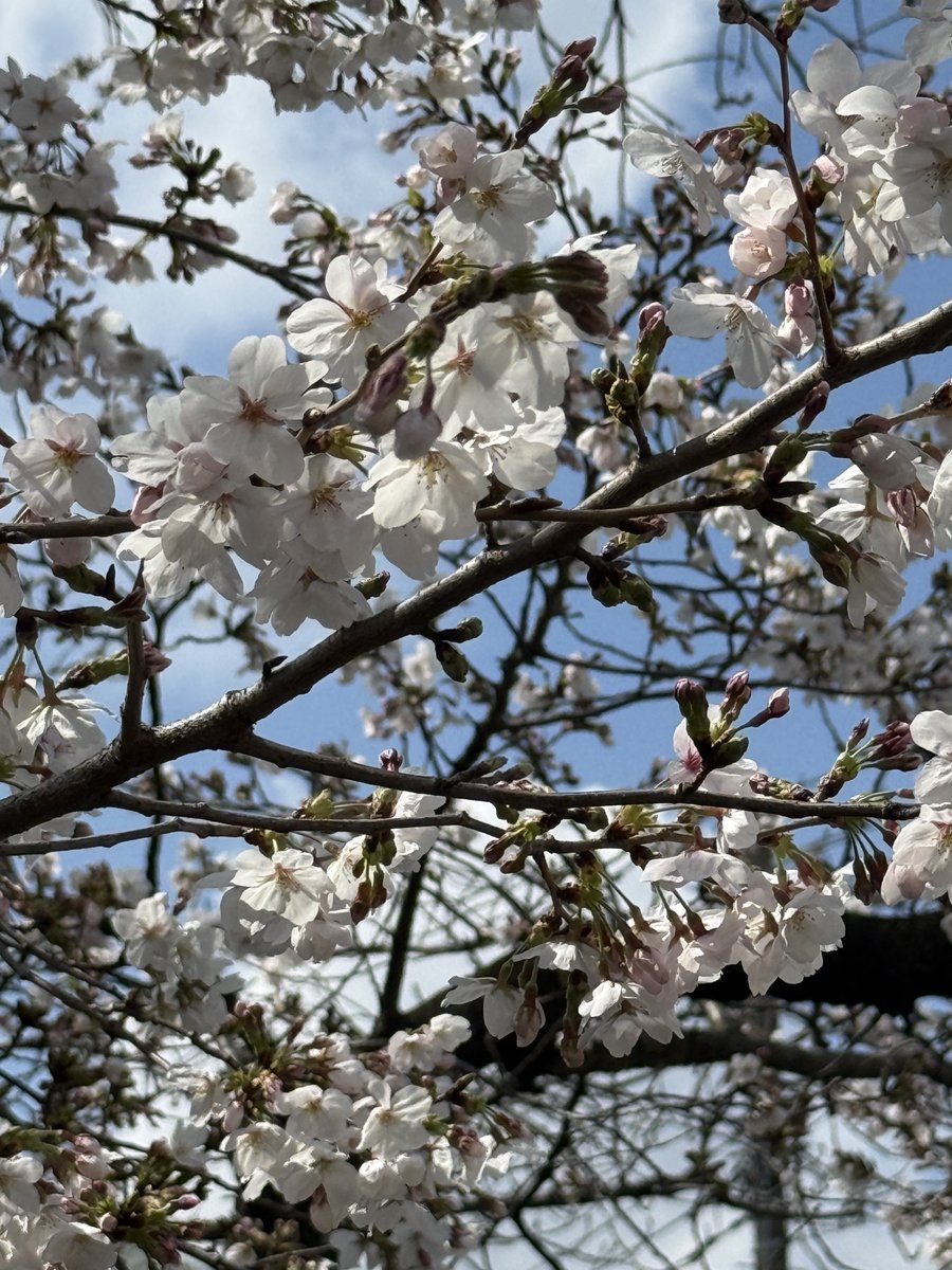 JSHC月例会@2026/3/28東京セミナー tweet media