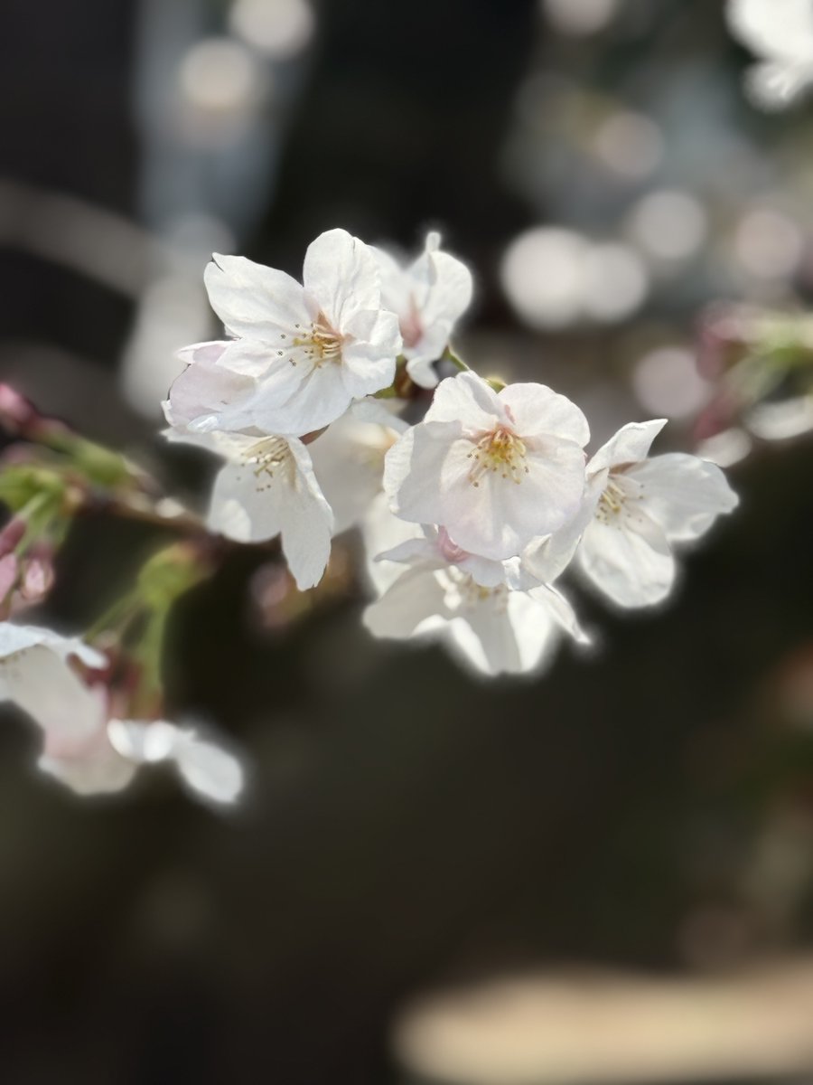 JSHC月例会@2026/3/28東京セミナー tweet media