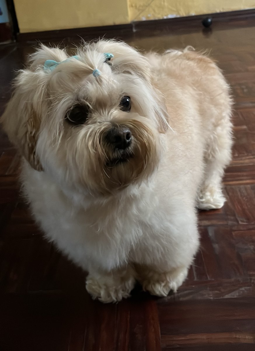 Alerta me perdi tweet media