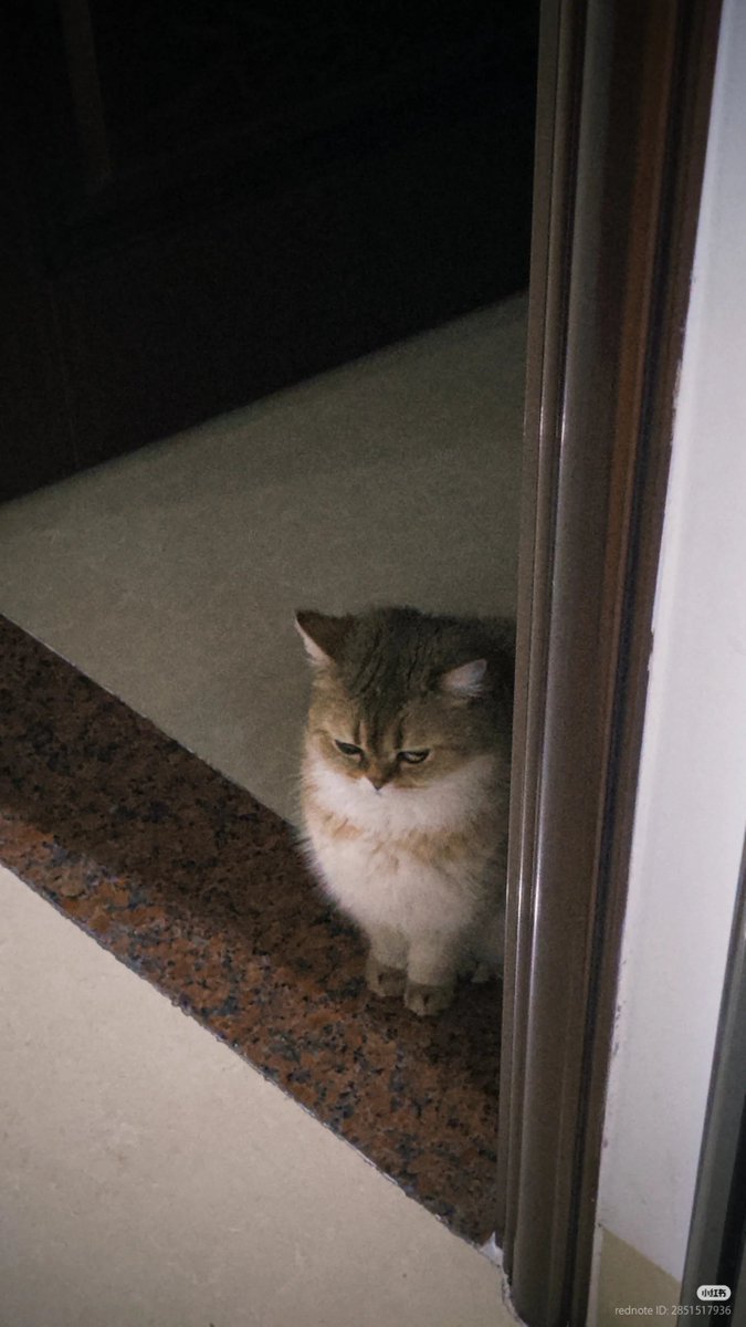 No Context Cats tweet media