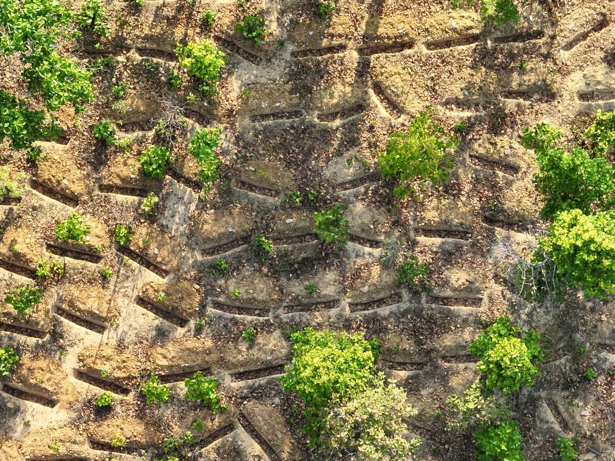 DFO Bonai tweet media