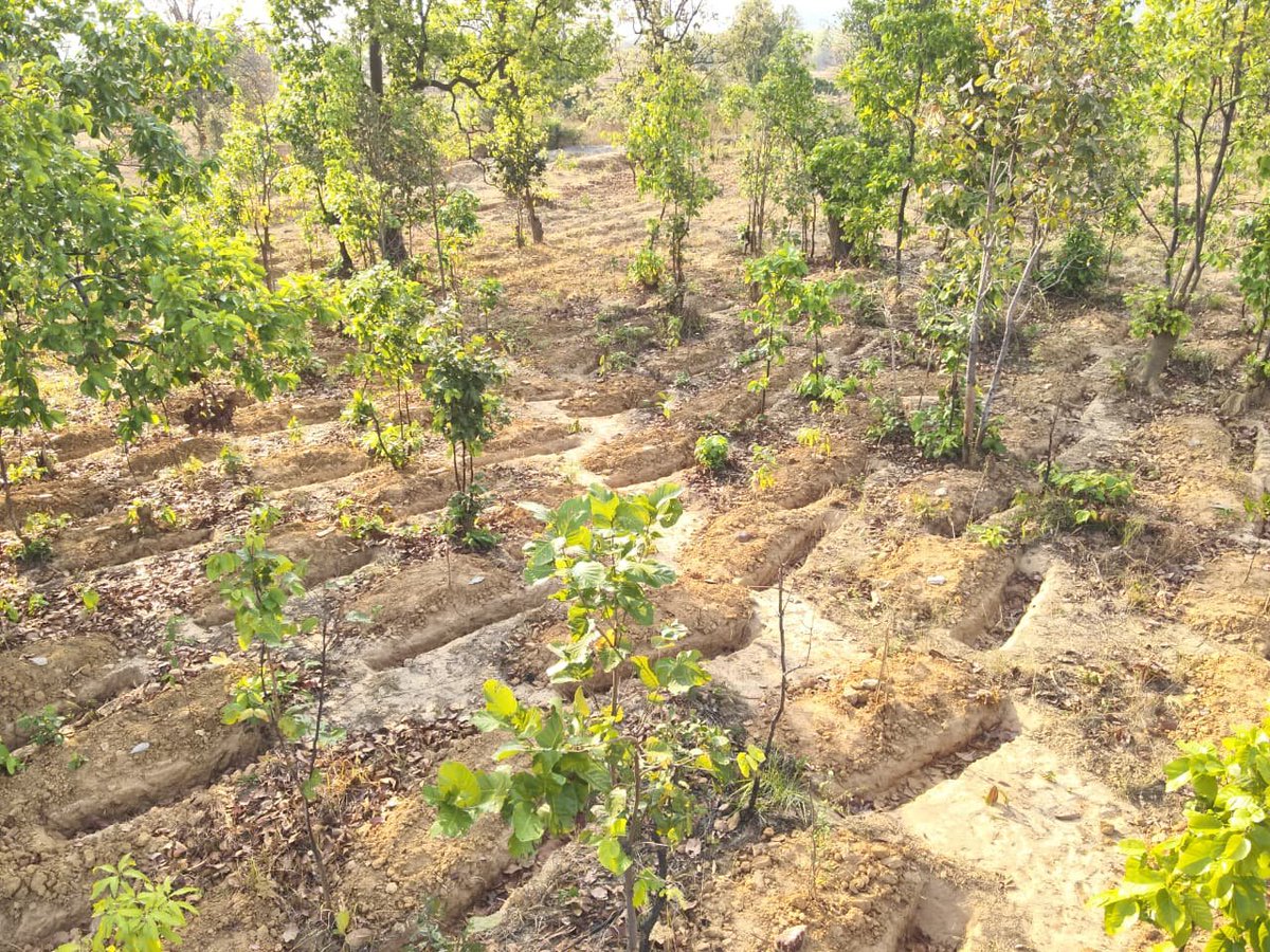 DFO Bonai tweet media