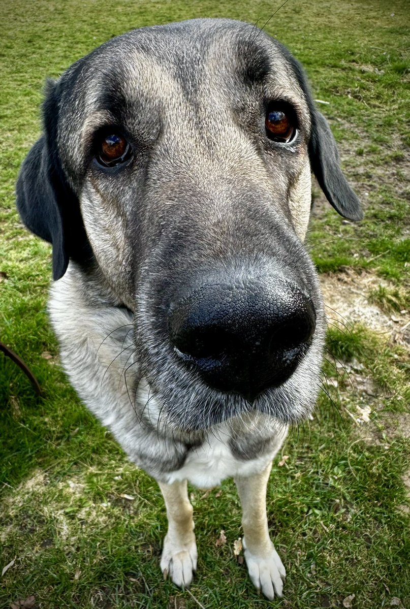 el·VIS 🐶 tweet media