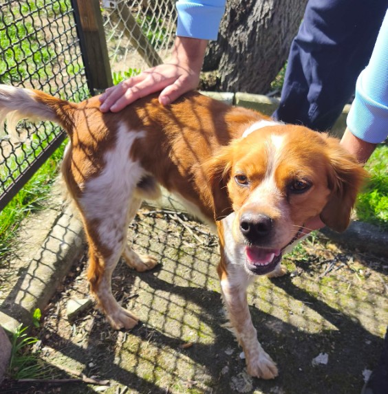 Missing Animaux 81 tweet media