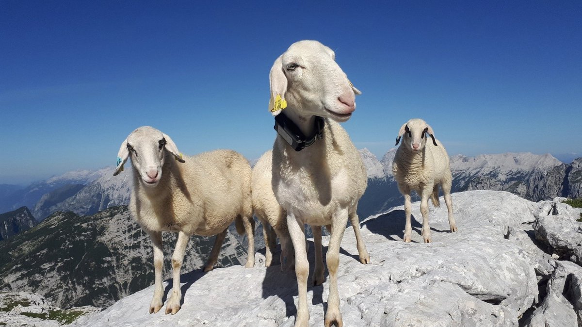 MARGISTAR_eu's tweet photo. Interested in how ecological corridors in Triglav National Park balance large carnivore movement with the preservation of cultural landscapes? 🐐⛰️🇸🇮

https://t.co/MDbGzrd94p

#Biodiversity #SustainableLandscapes #CulturalHeritage #research #marginalisation #MARGISTAR https://t.co/6EnkjEqH81