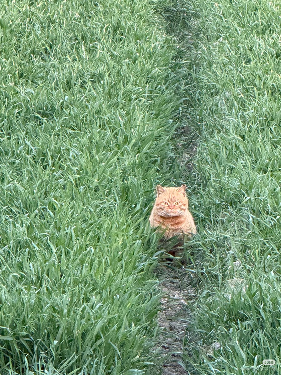 No Context Cats tweet media