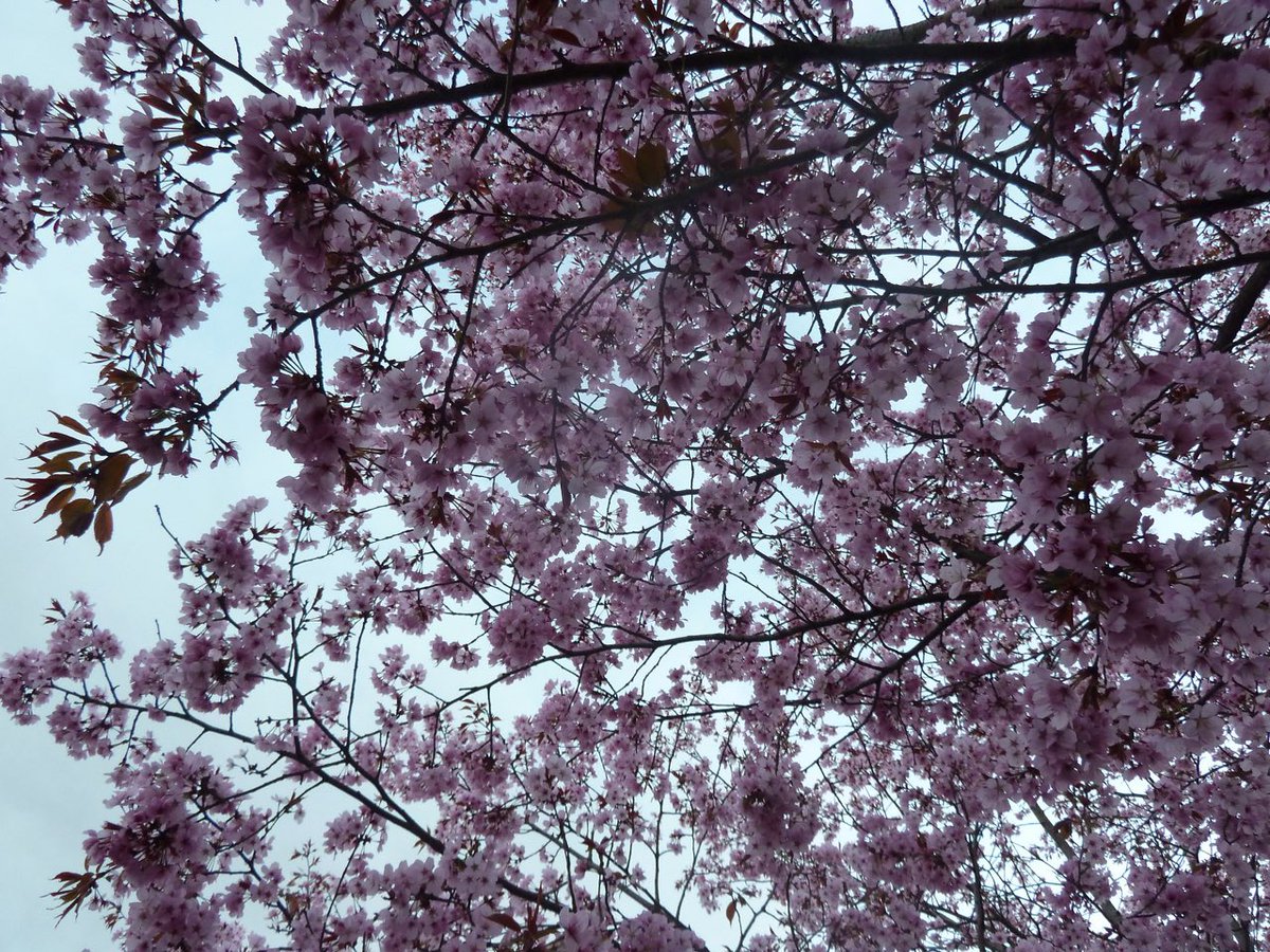 ᖭི༏ᖫྀ⋆.˚ tweet media