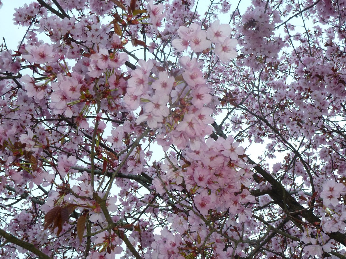 ᖭི༏ᖫྀ⋆.˚ tweet media