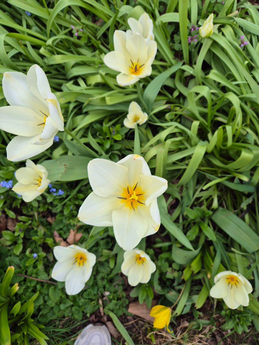 RBKParks's tweet photo. Today I spent time at Queens Promenade in Kingston wow, what a beautiful place! 🌿✨
If you have some spare time, why not join one of the volunteering days? It’s a great way to meet lovely people https://t.co/i5ZXqbTMbG
