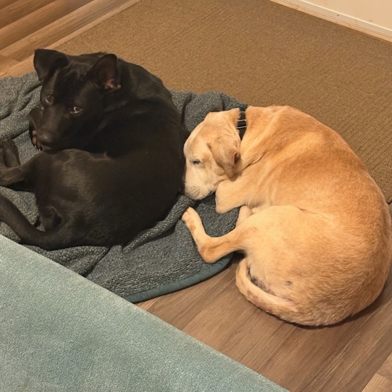 🐾 Got plans this weekend? How about a meet-and-greet with adoptable dog LUCAS?!
His foster family will be bringing him to our FREE Adoptions Event TOMORROW, SATURDAY 3/28 from 11am-12:30pm at PetSmart, so you can meet him in person—and adoptions can be completed at the event!