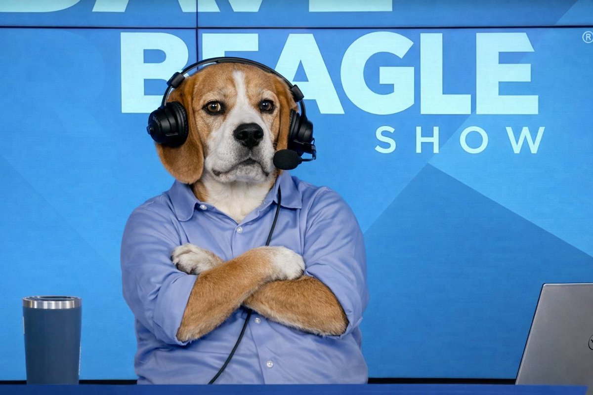 Battle Beagle tweet media