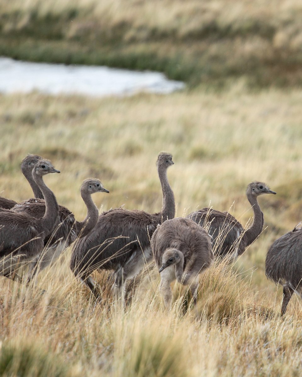 Fundación Rewilding Chile tweet media