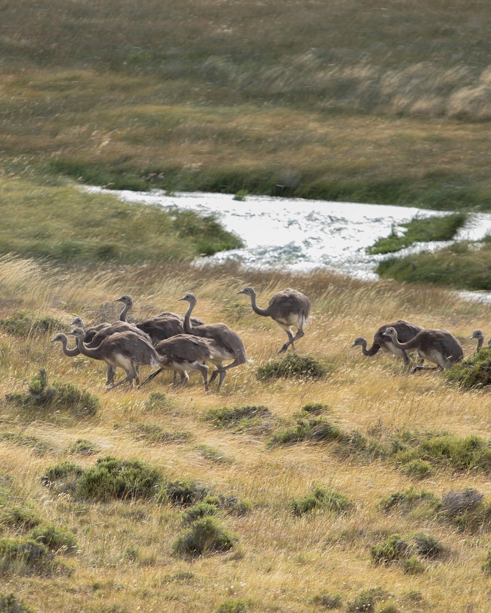 Fundación Rewilding Chile tweet media