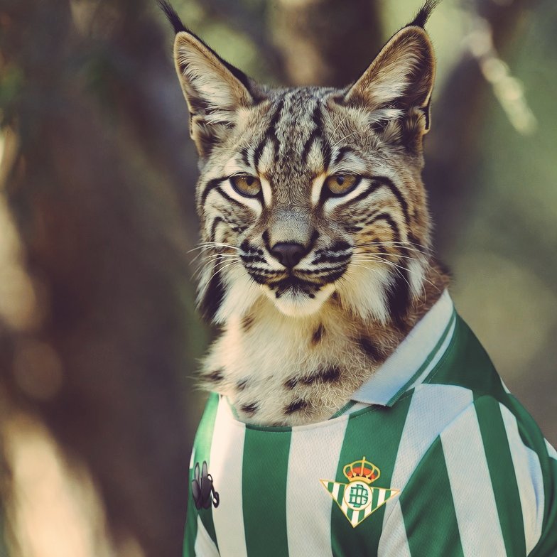 Chema de Aquino tweet media