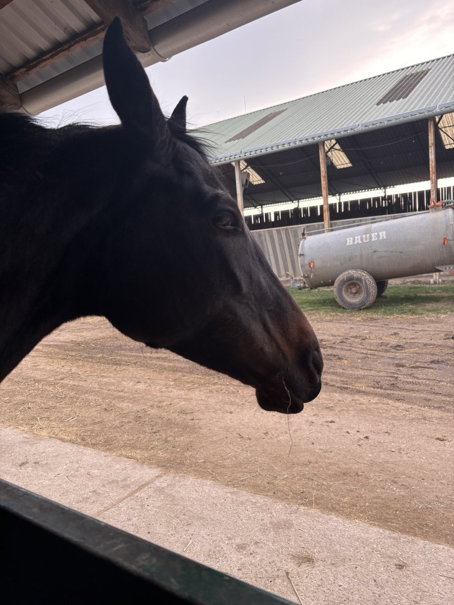 Hamuszőr #1 dionysia hater tweet media