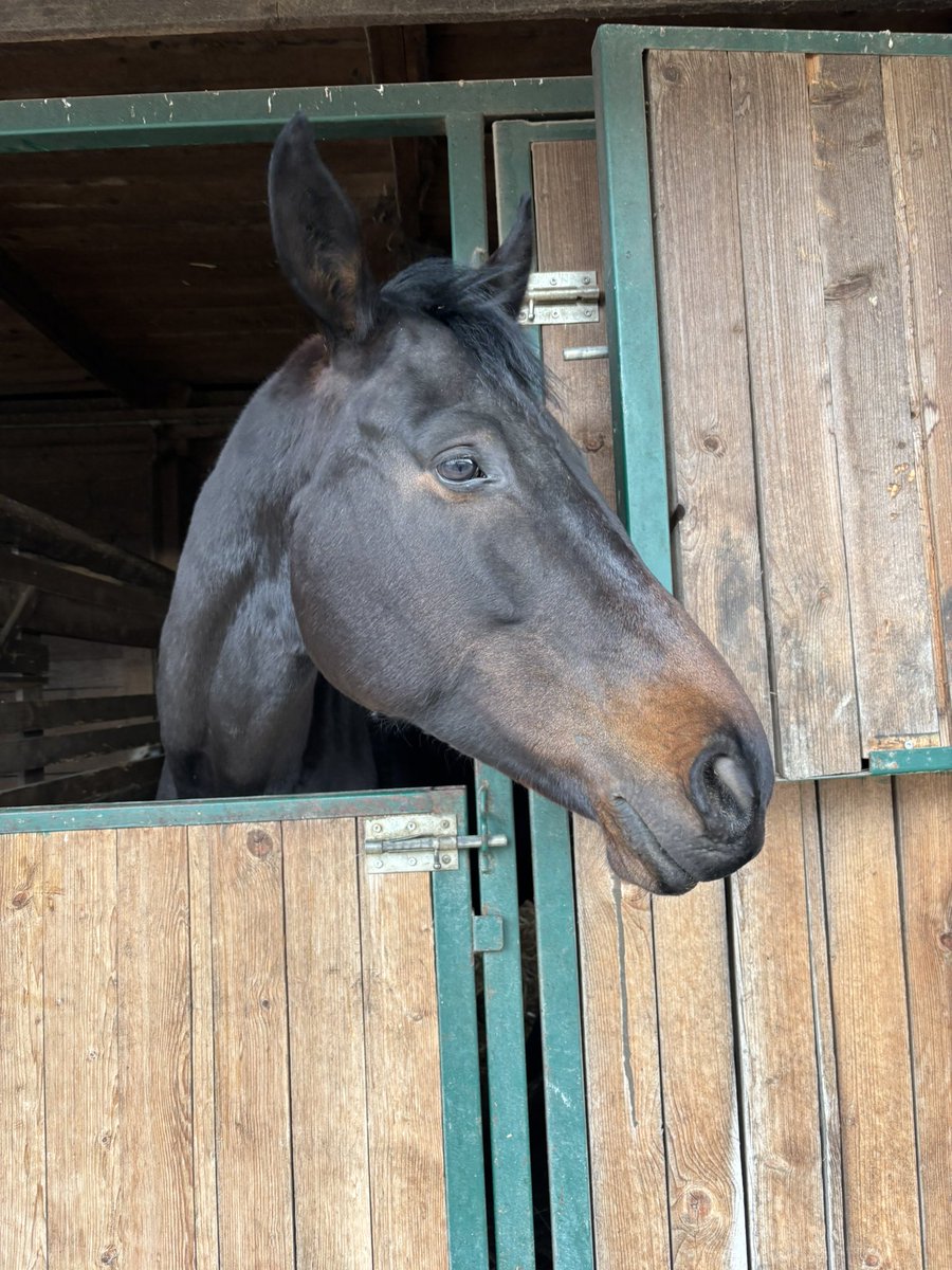 Hamuszőr #1 dionysia hater tweet media