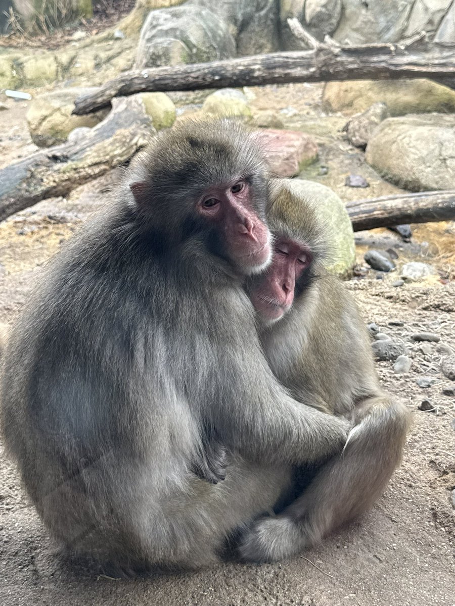 The Sighs Queen tweet media